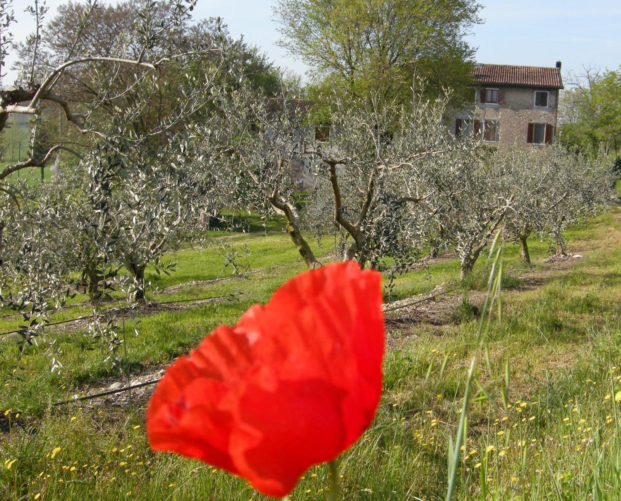 I Vigneti Bed & Breakfast Salionze ภายนอก รูปภาพ
